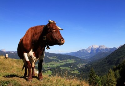 Kuh auf der Halsalm oberhalb des Hintersees bei Ramsau im Berchtesgadener Land